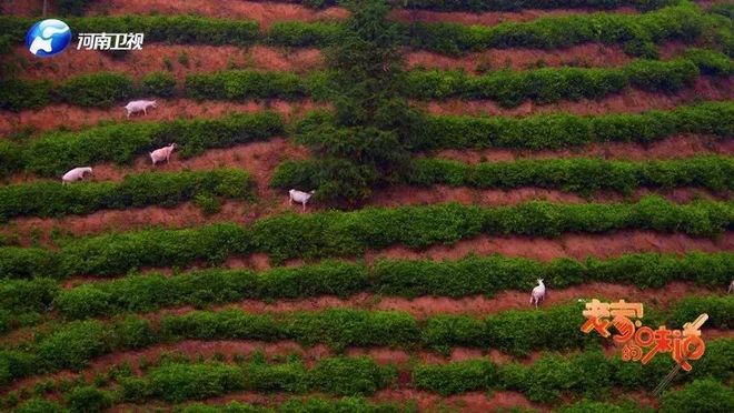 美食背后的匠心与传承——《老家的味道》让美食成为文化传承助推器(图4)