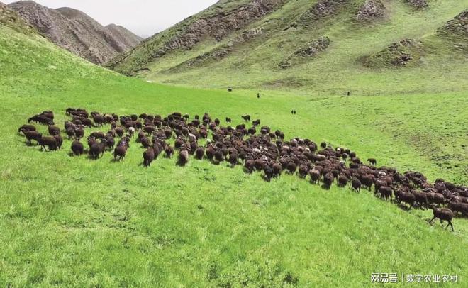 贵南黑藏羊：数字化管理守护千年美味传承(图1)