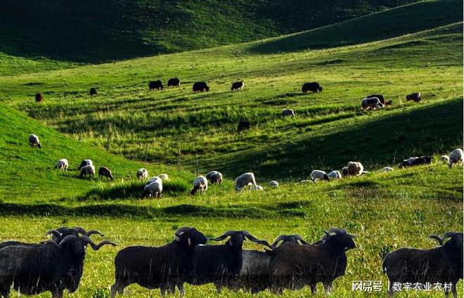 贵南黑藏羊：数字化管理守护千年美味传承(图3)