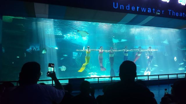 未来科技加持 海狮上演动物大拯救(图1)