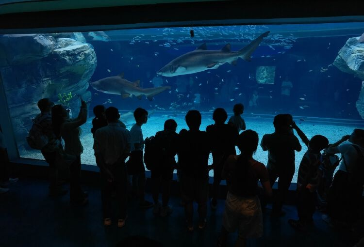 小梅沙海洋世界今日迎来逾八千名“体验官”探馆(图3)