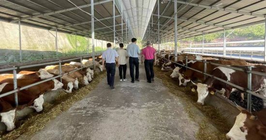 四川宣汉：探寻巴人生态食材 创建巴人生态美食文化之都(图2)