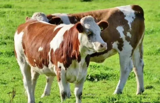 四川宣汉：探寻巴人生态食材 创建巴人生态美食文化之都(图4)