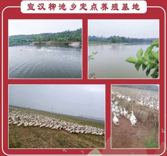 四川宣汉：探寻巴人生态食材 创建巴人生态美食文化之都(图5)