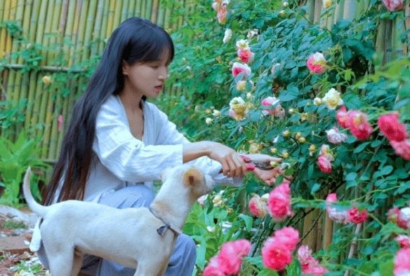 李子柒更新视频宣布回归将发小作文揭露真相停更三年从未放弃(图9)