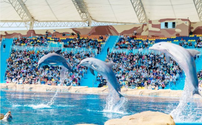 【深圳新晋打卡地】小梅沙海洋世界：探索蓝色秘境尽享海滨狂欢盛宴(图1)