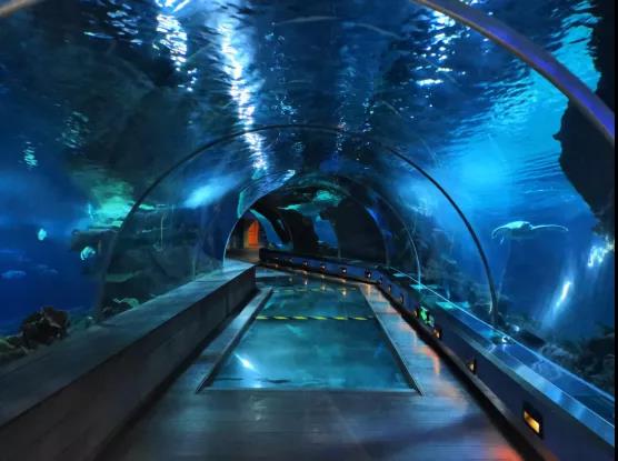 2024年海底世界特惠来袭！探秘梦幻水下王国仅需¥499(图1)