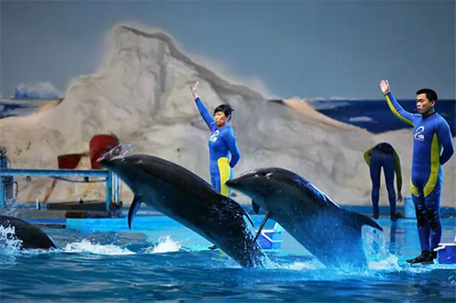 2024重庆海昌海洋馆国庆节门票优惠+表演活动观看攻略(图1)