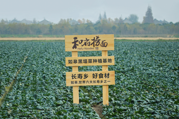 揭秘！和府捞面黑塌菜：从“菜园子”到“菜盘子”农民致富宝变身食客心头好(图1)