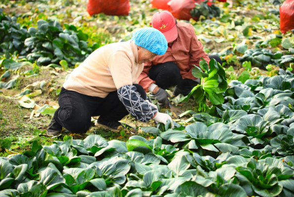 揭秘！和府捞面黑塌菜：从“菜园子”到“菜盘子”农民致富宝变身食客心头好(图2)