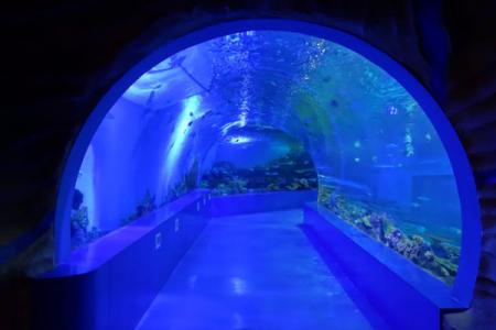 海洋馆游玩海底世界真奇妙打卡海龟海洋公园(图1)
