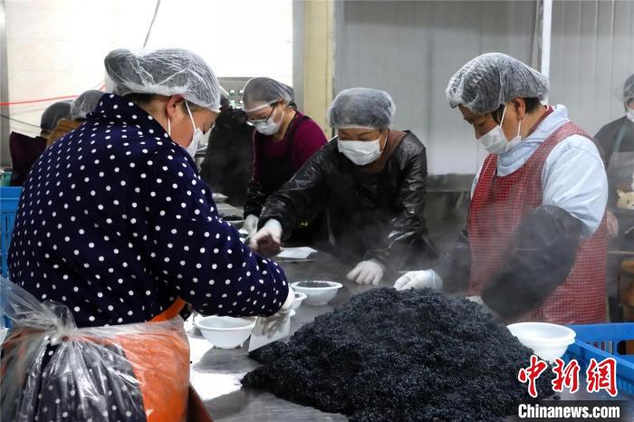 新春走基层）浙江金华：乌饭八宝饭里的非遗年味(图1)