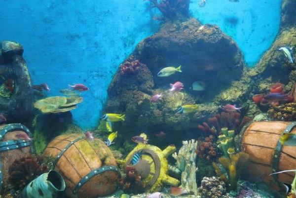 全球海洋再创新高：2024年海表温度与热含量双双攀升气候变化迫在眉睫(图1)