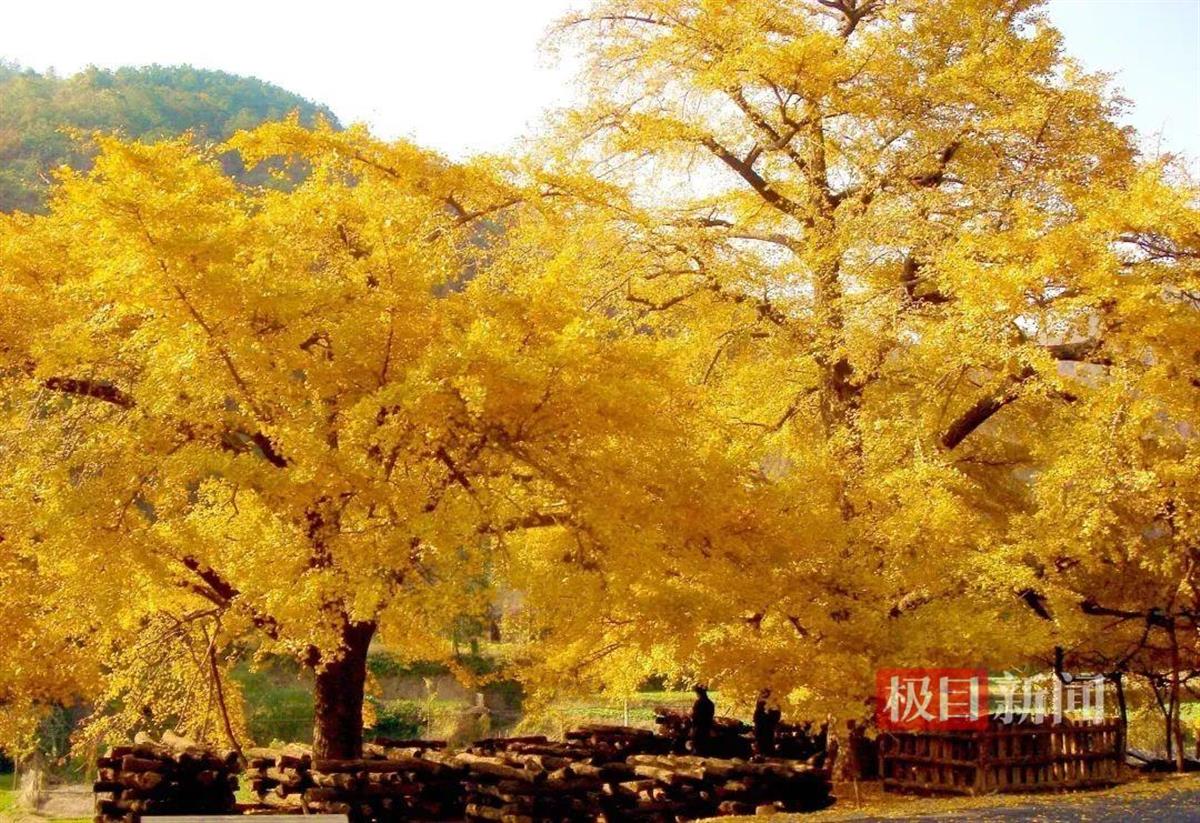 中华美食荟为什么是安陆？(图2)