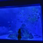 江苏海洋大学：海博馆开思政课解锁“海洋强国密码”(图1)