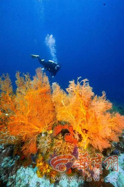 潜大海、进西藏、逛两极、游世界 “70岁以后 我活成了自己”(图1)