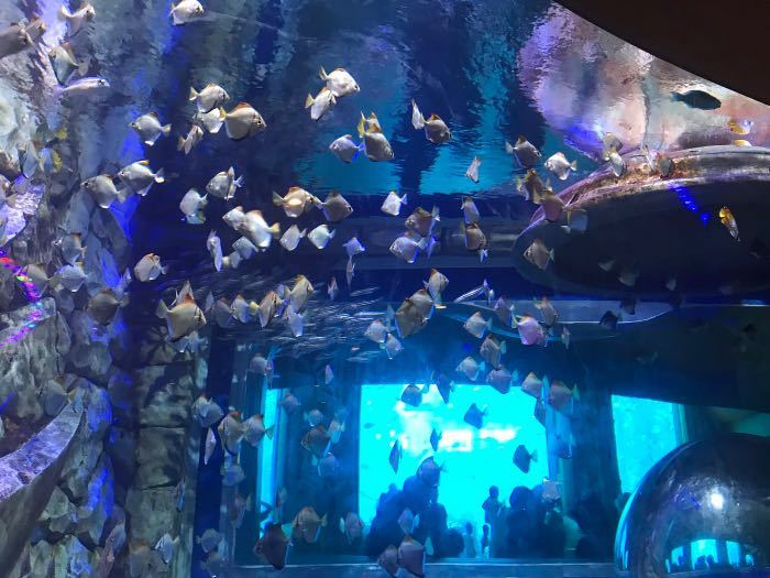 2024年日本福岛国际水族馆用品展览会(IAC)时间_地点_展会预定-盈拓国际展览(图1)