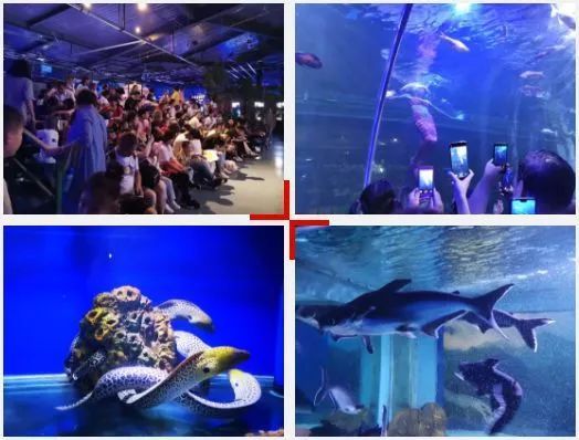 《2024年中国海洋生态预警监测公报》出炉(图1)