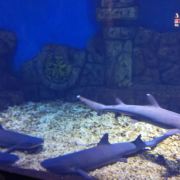 【好去处】室内遛娃天花板！广州海洋馆游玩攻略→(图1)