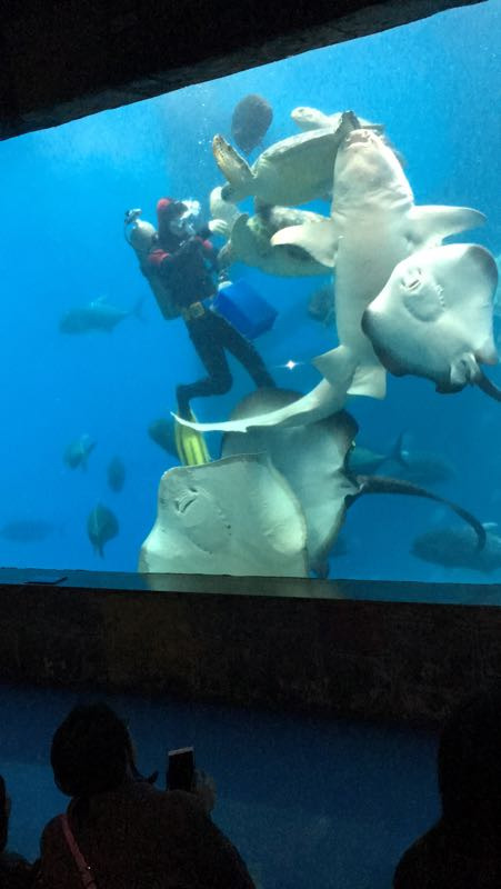 国际最新研究：世界大战中沉没于海洋残骸成野生动物家园(图1)